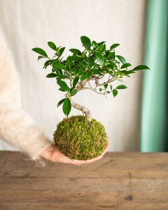 Kokedama - Bonsai Retusa- La Green Touch