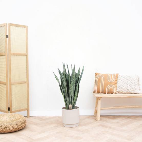 Sansevieria Zeylenica - D35 H110cm