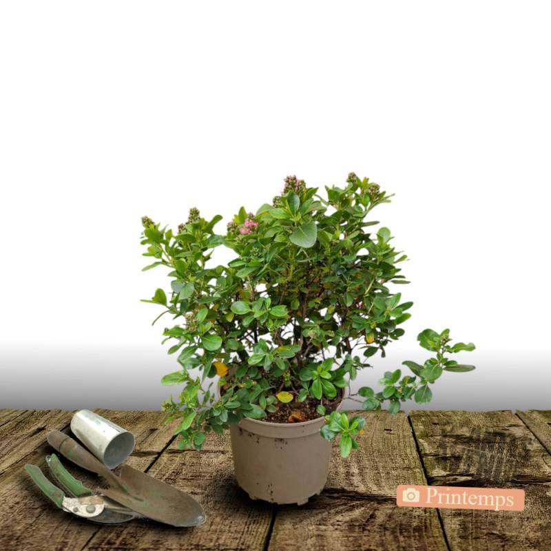 Escallonia Apple Blossom à fleurs Rose/ - feuillage Persistant - Pot de 4L - 40/60 cm - Image 5