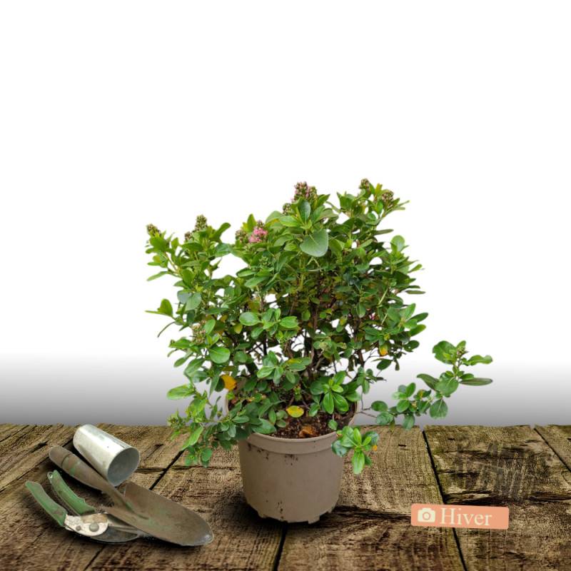 Escallonia Apple Blossom à fleurs Rose/ - feuillage Persistant - Pot de 4L - 40/60 cm - Image 4