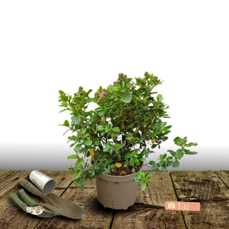 Escallonia Apple Blossom à fleurs Rose/ - feuillage Persistant - Pot de 4L - 40/60 cm - Image 3