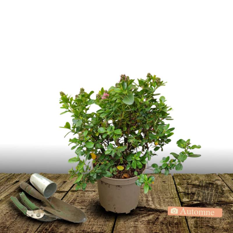 Escallonia Apple Blossom à fleurs Rose/ - feuillage Persistant - Pot de 4L - 40/60 cm - Image 2