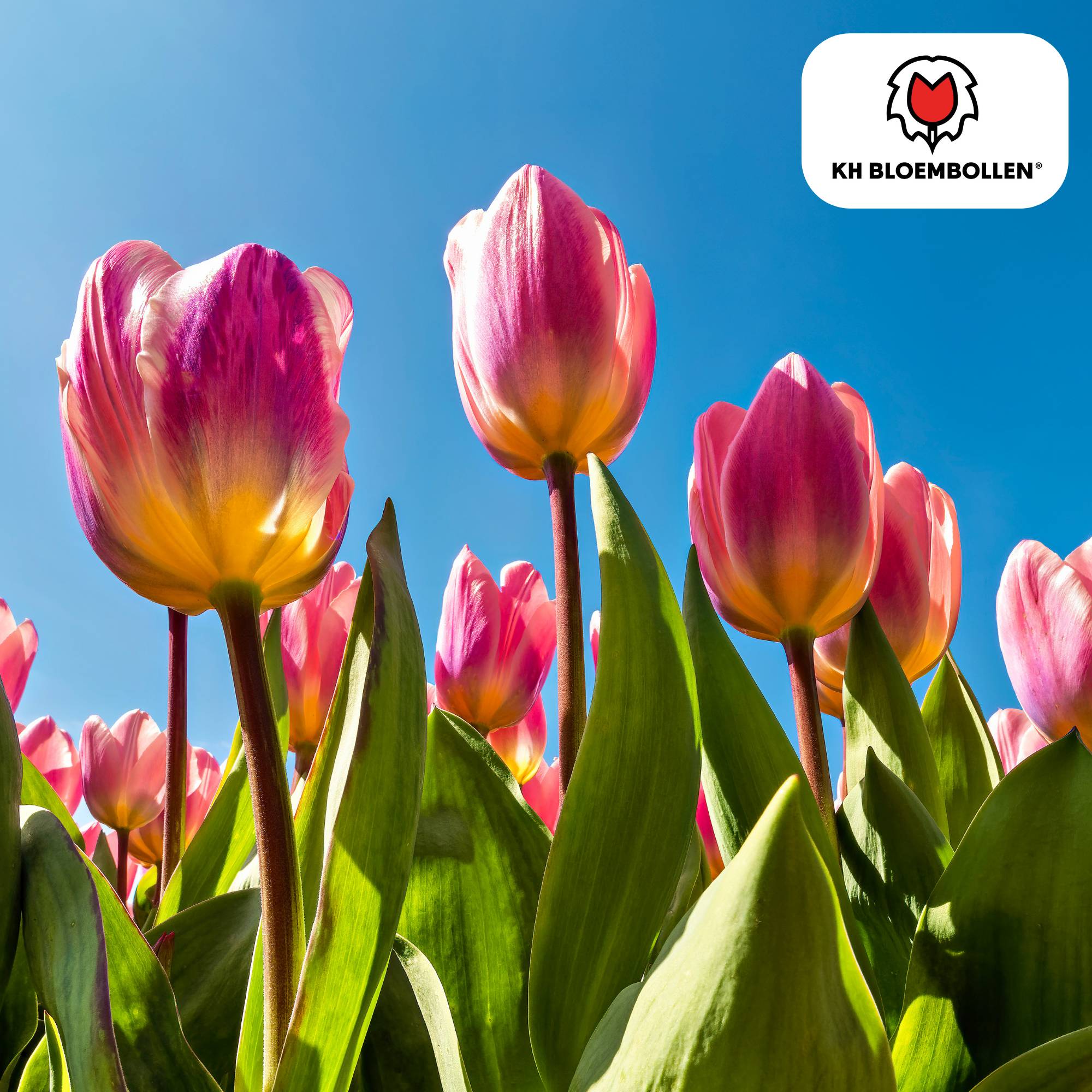 La Green Touch - Tulipe Light and Dreamy - 20 bulbes - Image 1