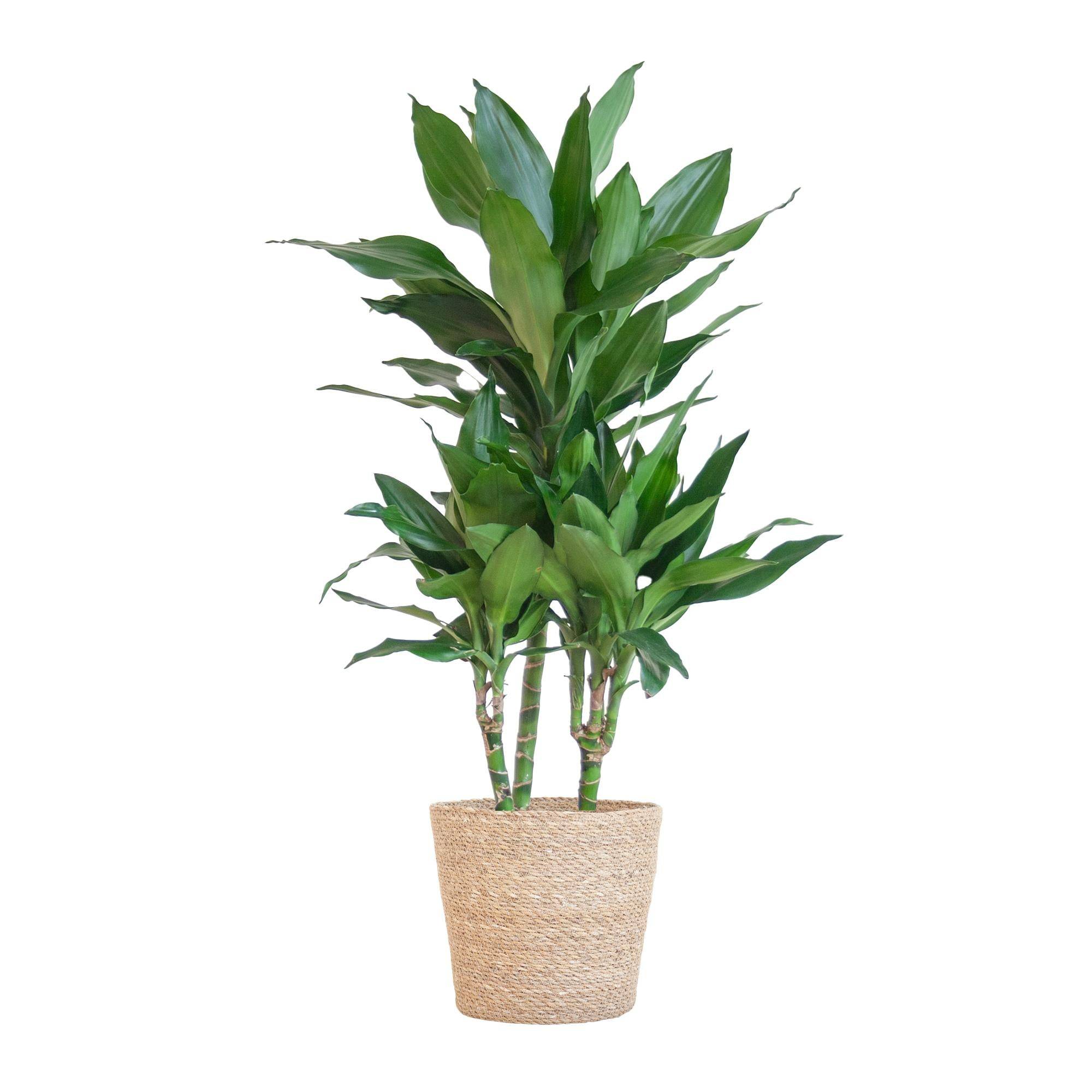Dracaena Janet Lindt et son pot- La Green Touch Panier naturel - Hauteur 95cm