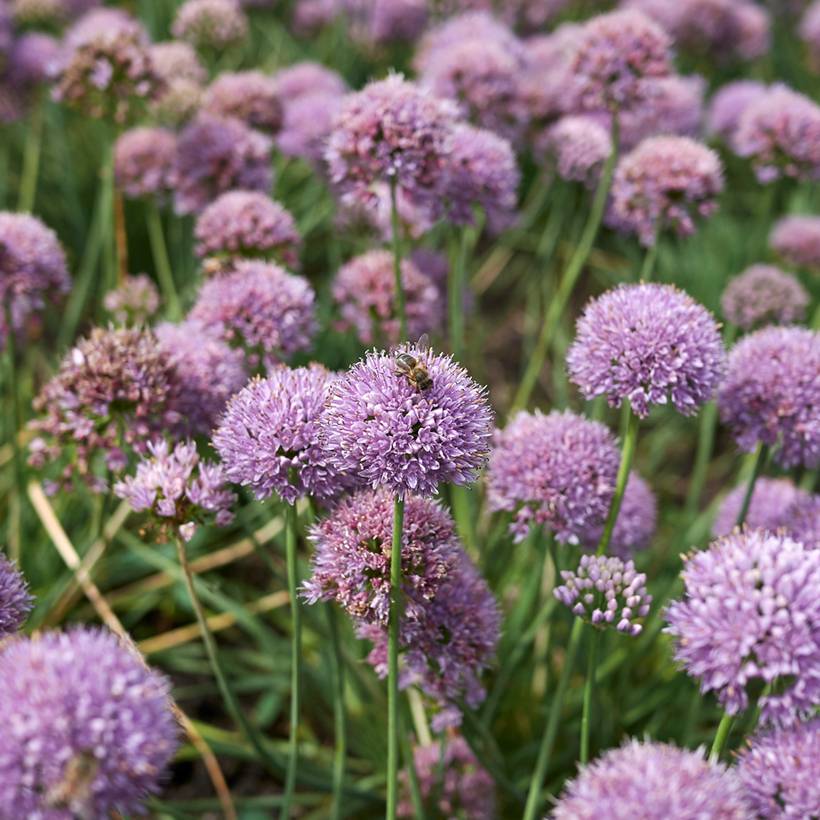Promesse de Fleurs - Ail d'ornement - Allium senescens Avatar Pot de 2L/3L calibre I