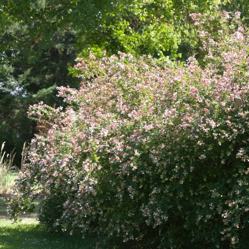 Abelia à grandes fleurs, Abélia grandiflora à fleurs Blanche - feuillage Persistant - Pot de 7,5L - 60/80 cm-  hauteur à maturité De 1,50 m à 2,00 m - Image 1
