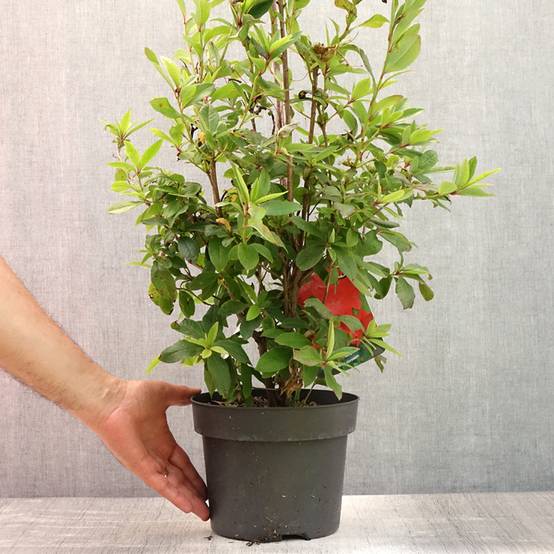 Promesse de Fleurs - Azalée de Chine Karminduft - Rhododendron viscosum Pot de 4L/5L - Image 2