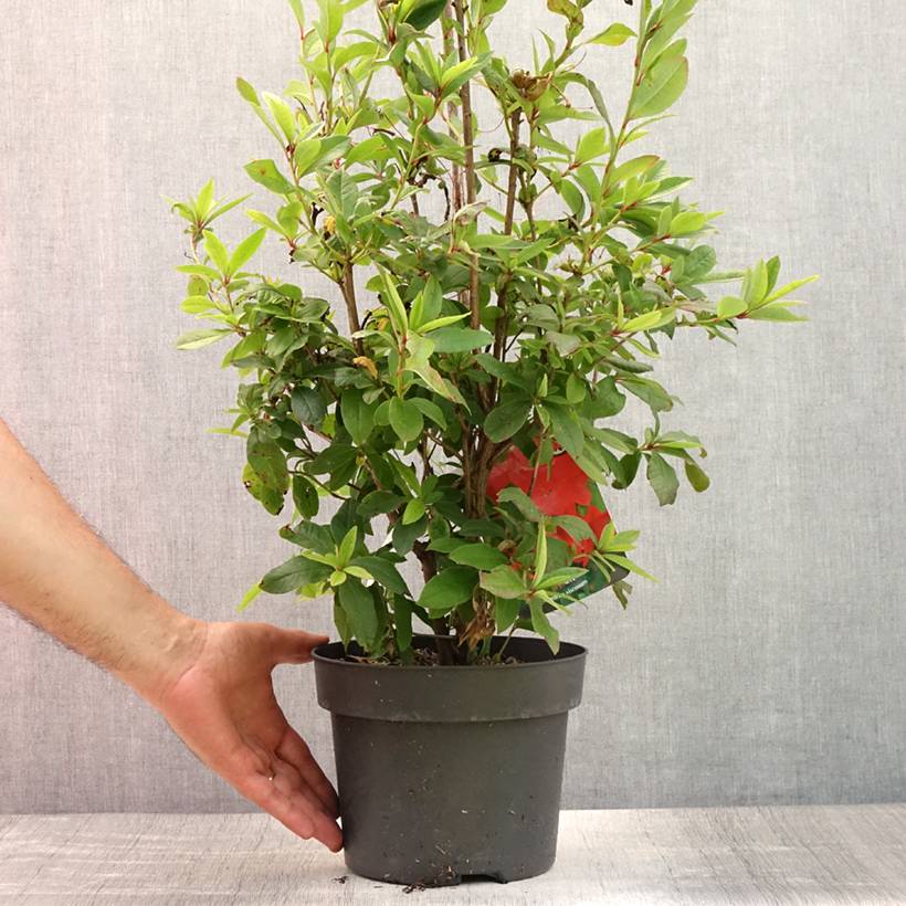 Promesse de Fleurs - Azalée de Chine Karminduft - Rhododendron viscosum  Pot de 4L/5L - Image 2
