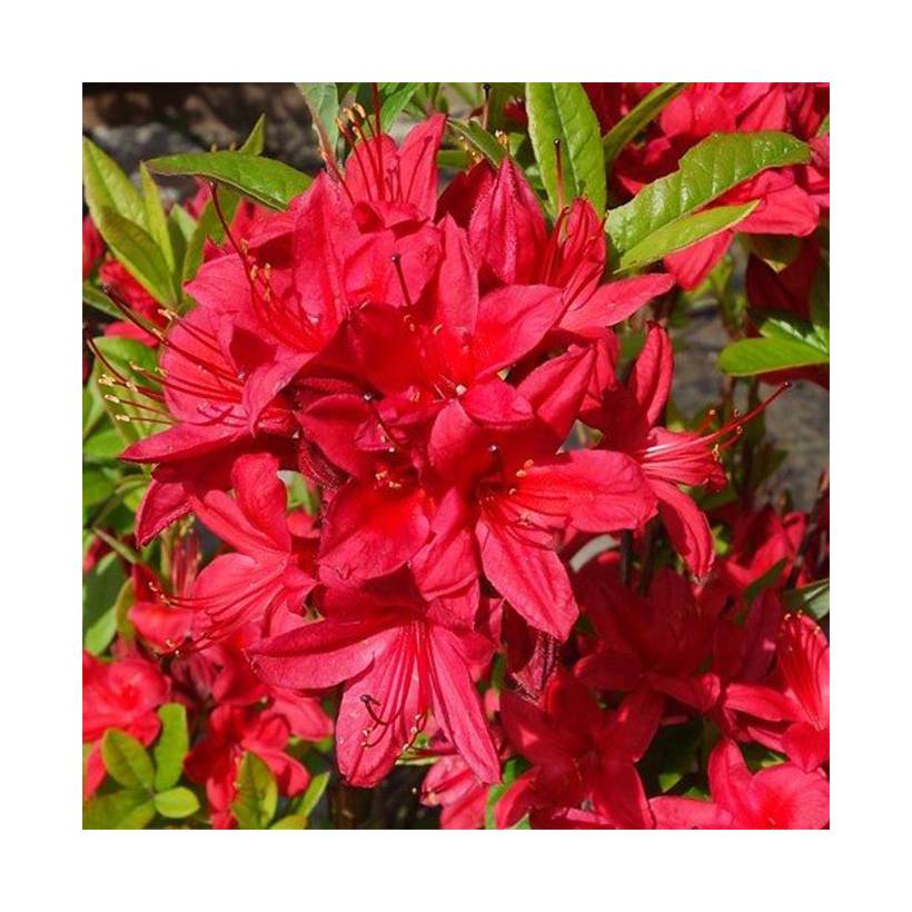 Promesse de Fleurs - Azalée de Chine Karminduft - Rhododendron viscosum  Pot de 4L/5L