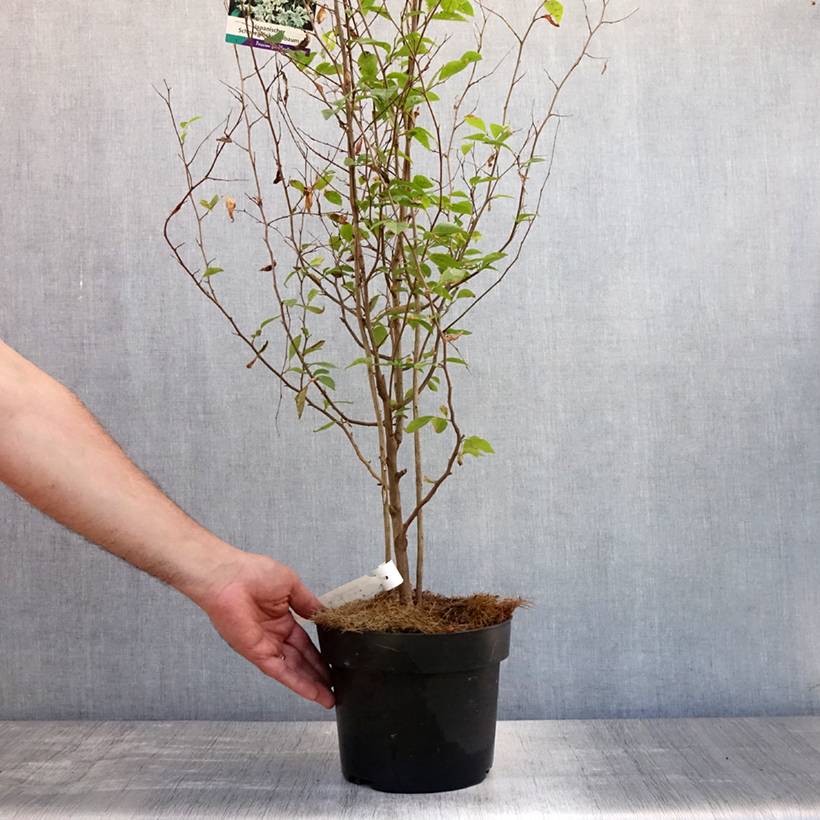 Styrax japonicus - Styrax japonais Pot de 3L/4L - Gamm vert