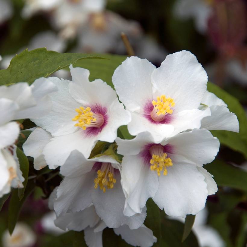Promesse de Fleurs - Seringat - Philadelphus Beauclerk Pot de 2L/3L