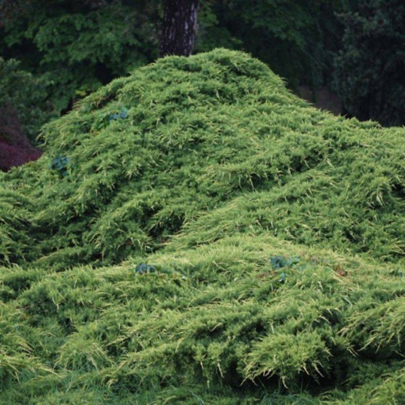 Genévrier 'Pfitzeriana' (Juniperus Pfitzeriana) - Godet 9cm - Pépinières Naudet - Image 1