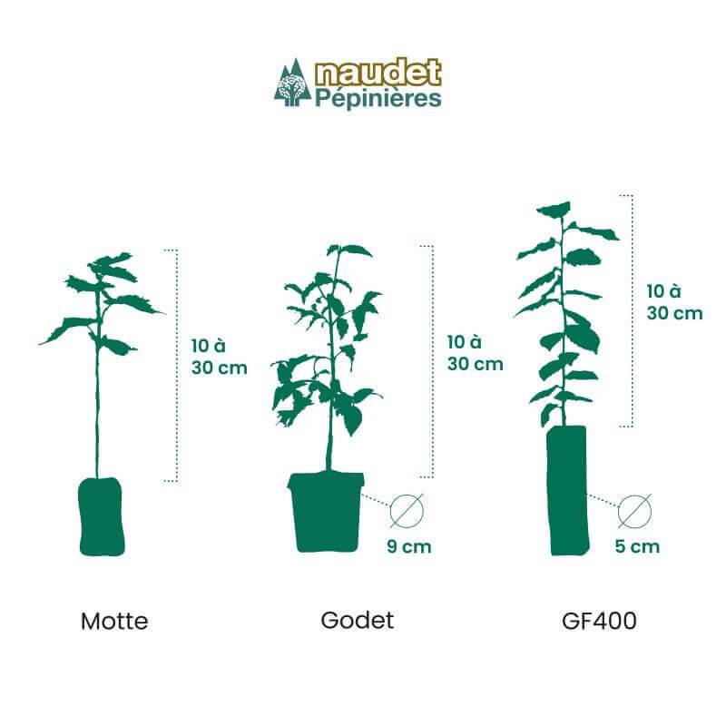 Genévrier 'Pfitzeriana' (Juniperus Pfitzeriana) - Godet 9cm - Pépinières Naudet - Image 2