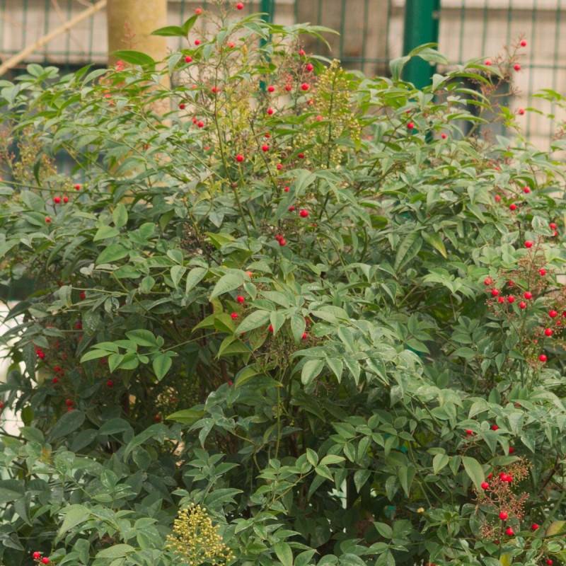Bambou sacré Gulf Stream, Nandina à fleurs Blanche - feuillage Persistant - Pot de 3L - 20/40 cm- hauteur à maturité De 0,50 m à 1,00 m - Image 1