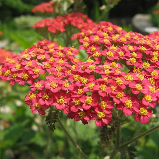 Promesse de Fleurs - Achillée millefolium Paprika Pot de 2L/3L