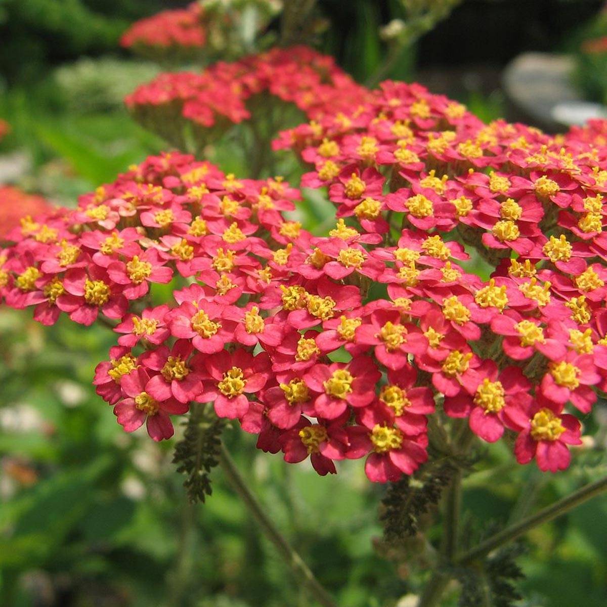 Promesse de Fleurs - Achillée millefolium Paprika Pot de 2L/3L