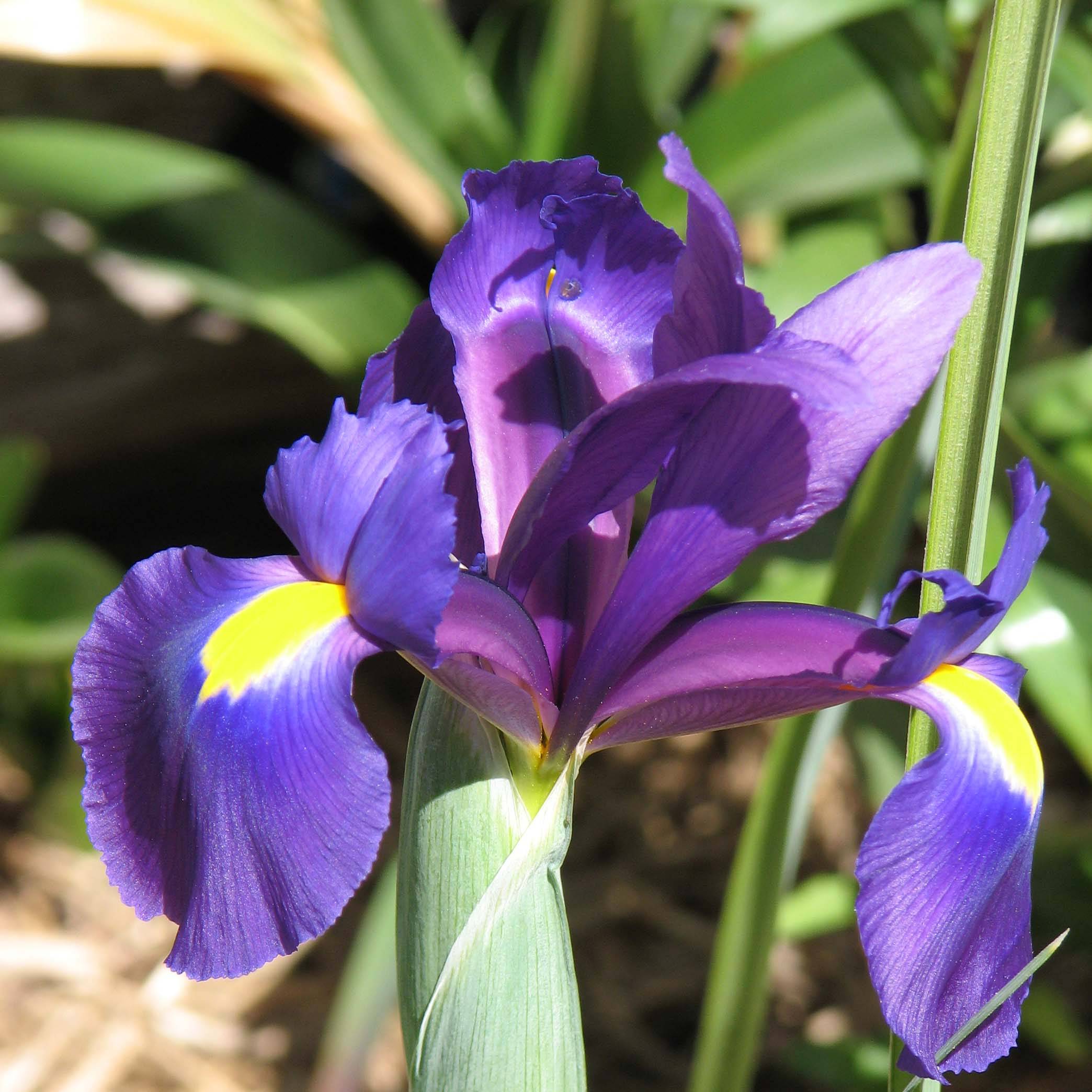 Promesse de Fleurs - Iris de Hollande Purple Sensation Bulbe calibre 7/8 (par 15)