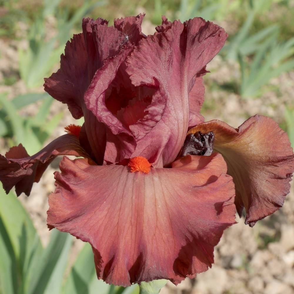 Iris germanica Rouge de Plaisir - Iris des Jardins Godet de 8/9 cm
