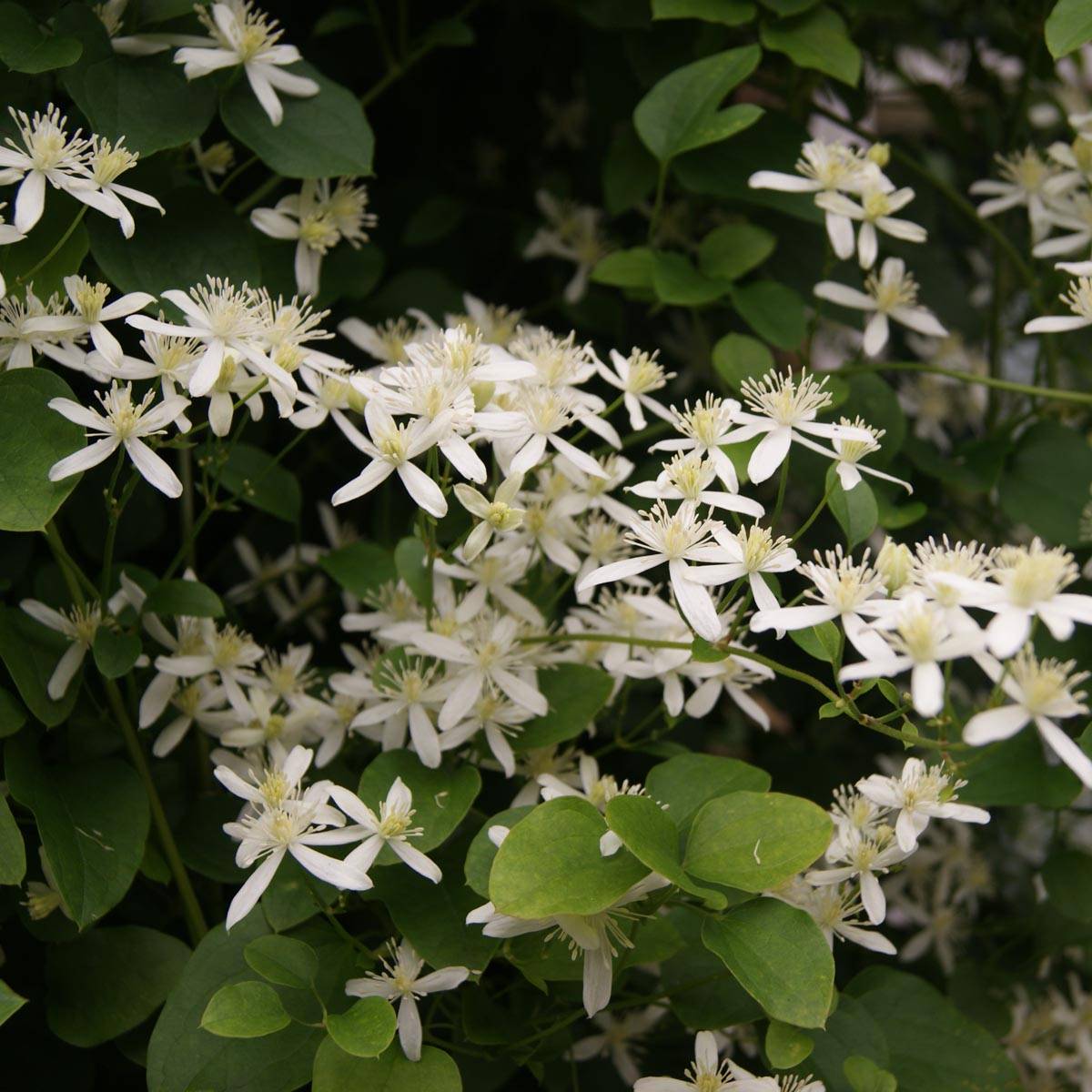 Clématite - Clematis terniflora Pot de 2L/3L
