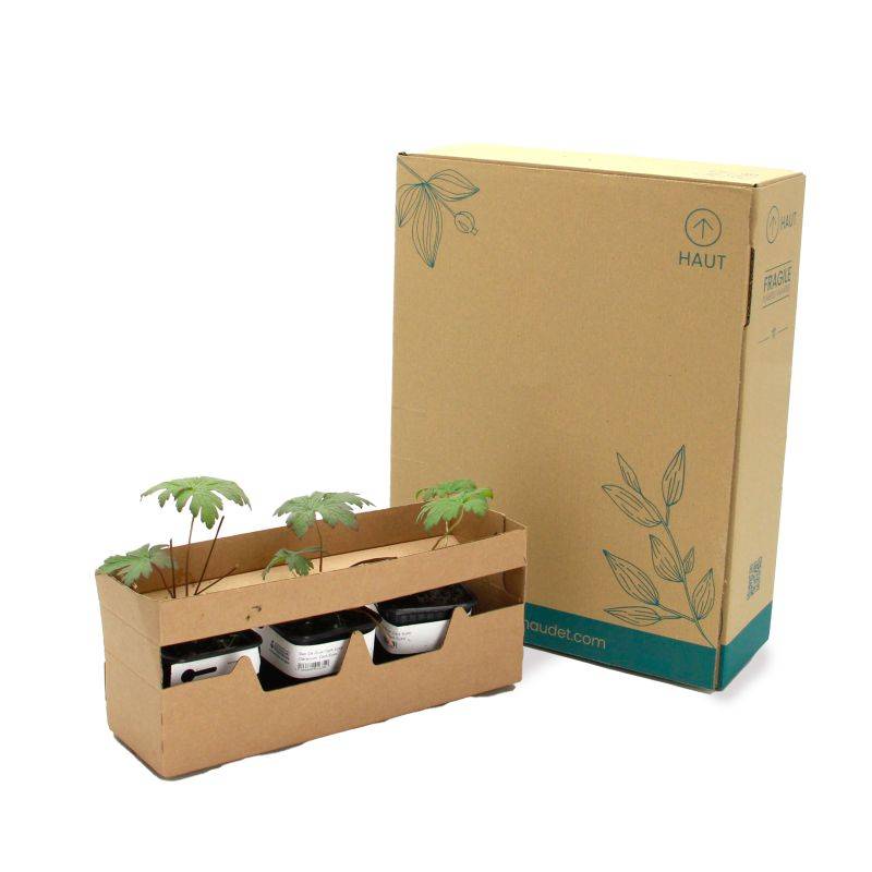 3 Géraniums Sanguin 'Compactum' (Geranium Sanguineum) - Lot de 3 vivaces - Pépinières Naudet - Image 5