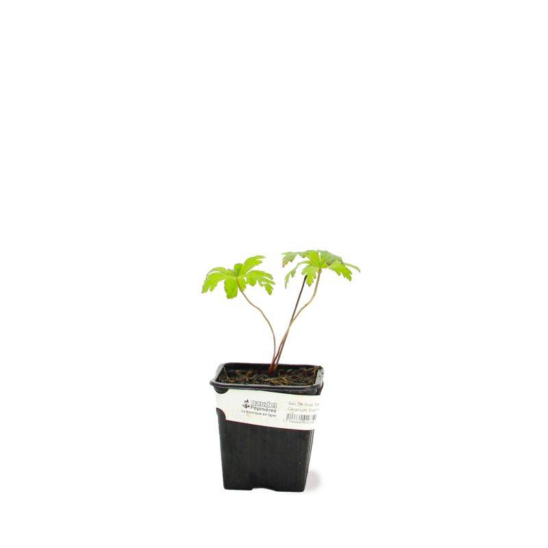 3 Géraniums Sanguin 'Compactum' (Geranium Sanguineum) - Lot de 3 vivaces - Pépinières Naudet - Image 2