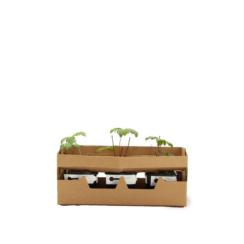 3 Géraniums Sanguin 'Compactum' (Geranium Sanguineum) - Lot de 3 vivaces - Pépinières Naudet - Image 4