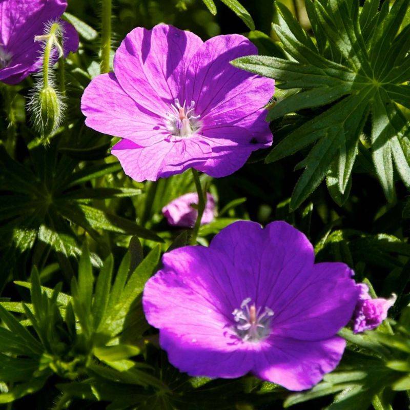 3 Géraniums Sanguin 'Compactum' (Geranium Sanguineum) - Lot de 3 vivaces - Pépinières Naudet - Image 1