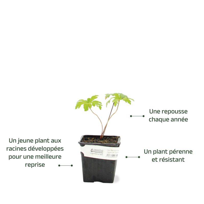 3 Géraniums Sanguin 'Compactum' (Geranium Sanguineum) - Lot de 3 vivaces - Pépinières Naudet - Image 3