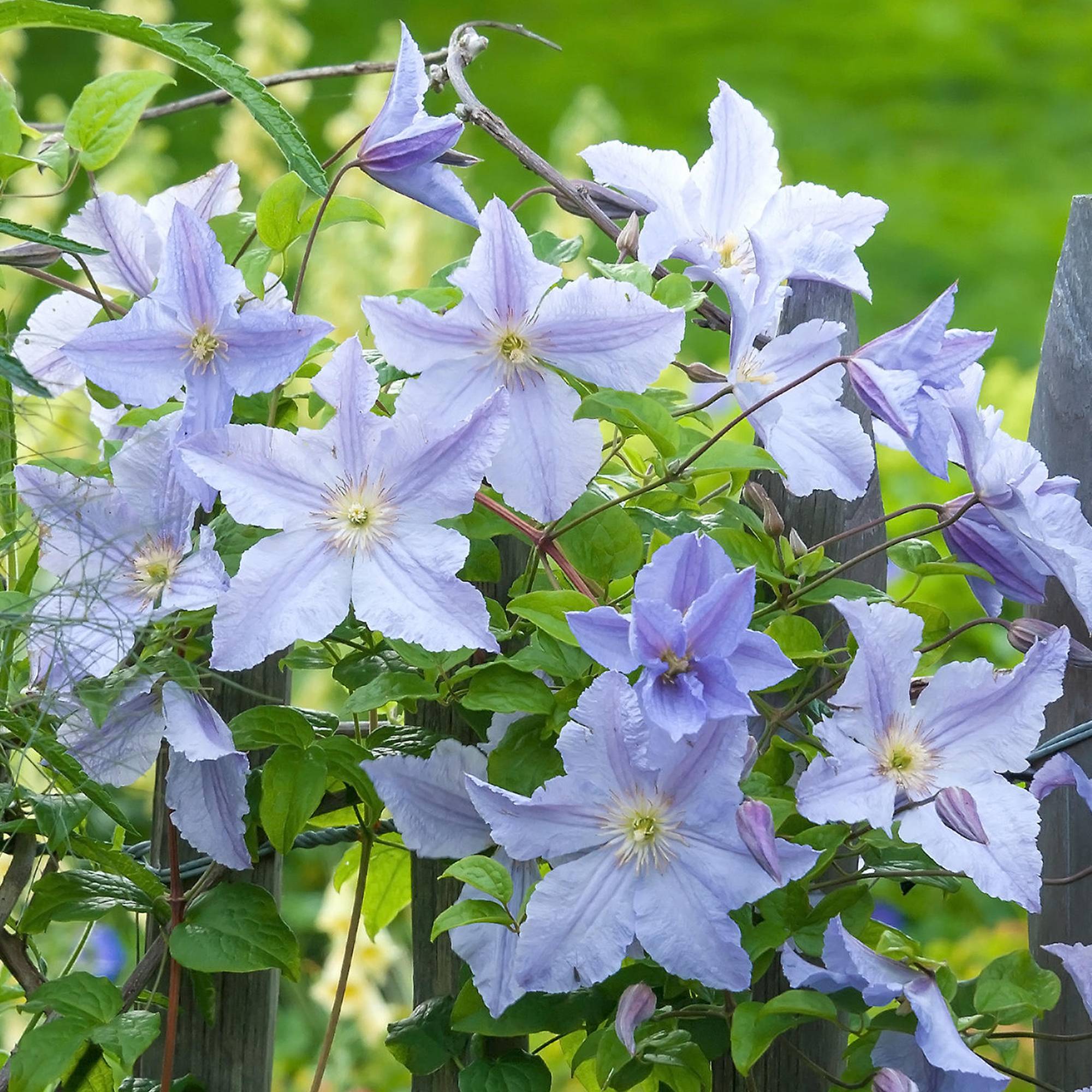 Gardenersdream - Clématite 'Ange Bleu' arbuste grimpant à feuilles caduques dans pot 9 cm - GardenersDream - Image 2