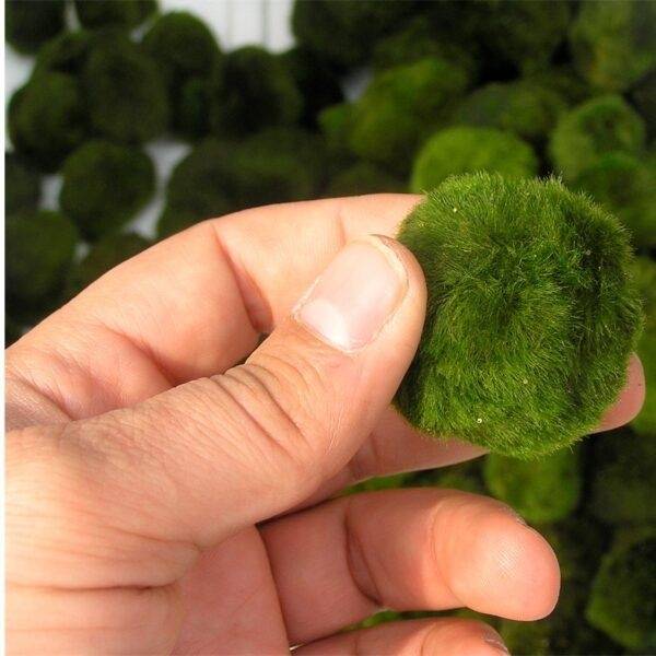 0 - Boules de Mousse Marimo - 10 pièces - Cladophora aegagropila - 5 cm - Image 3
