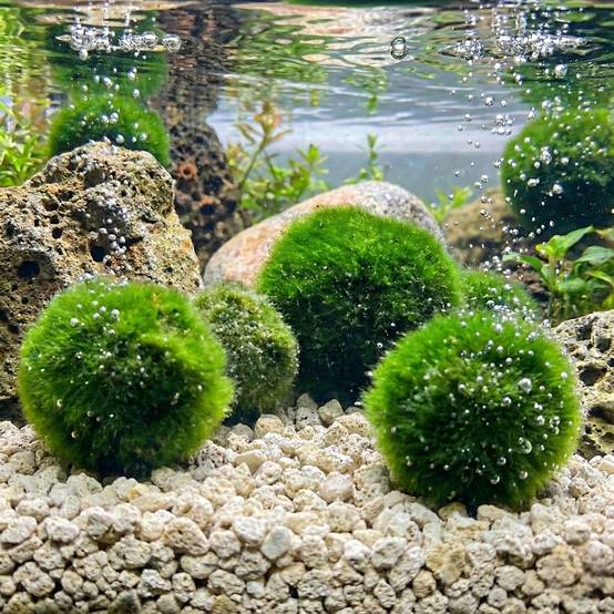 0 - Boules de Mousse Marimo - 10 pièces - Cladophora aegagropila - 5 cm - Image 2
