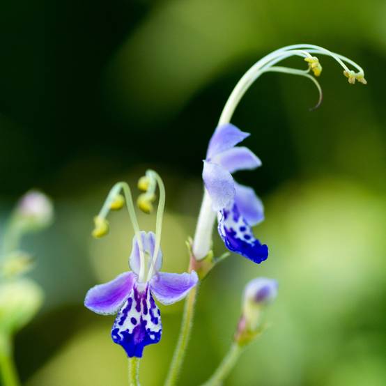 Promesse de Fleurs - Caryopteris divaricata - Spirée bleue Godet de 8/9 cm - Image 1