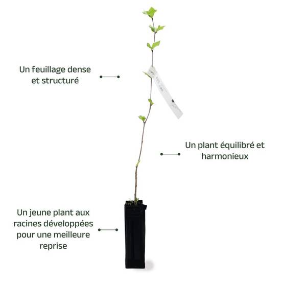 Platane à Feuilles d'Érable (Platanus Acerifolia) - Godet - Taille 20/40cm - Pépinières Naudet - Image 4
