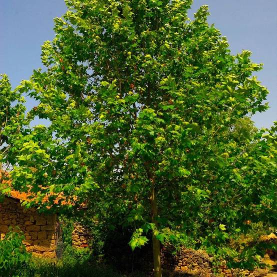 Platane à Feuilles d'Érable (Platanus Acerifolia) - Godet - Taille 20/40cm - Pépinières Naudet - Image 1