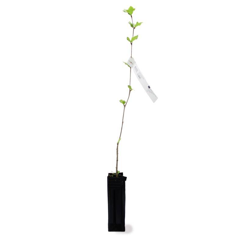 Platane à Feuilles d'Érable (Platanus Acerifolia) - Godet - Taille 20/40cm - Pépinières Naudet - Image 3
