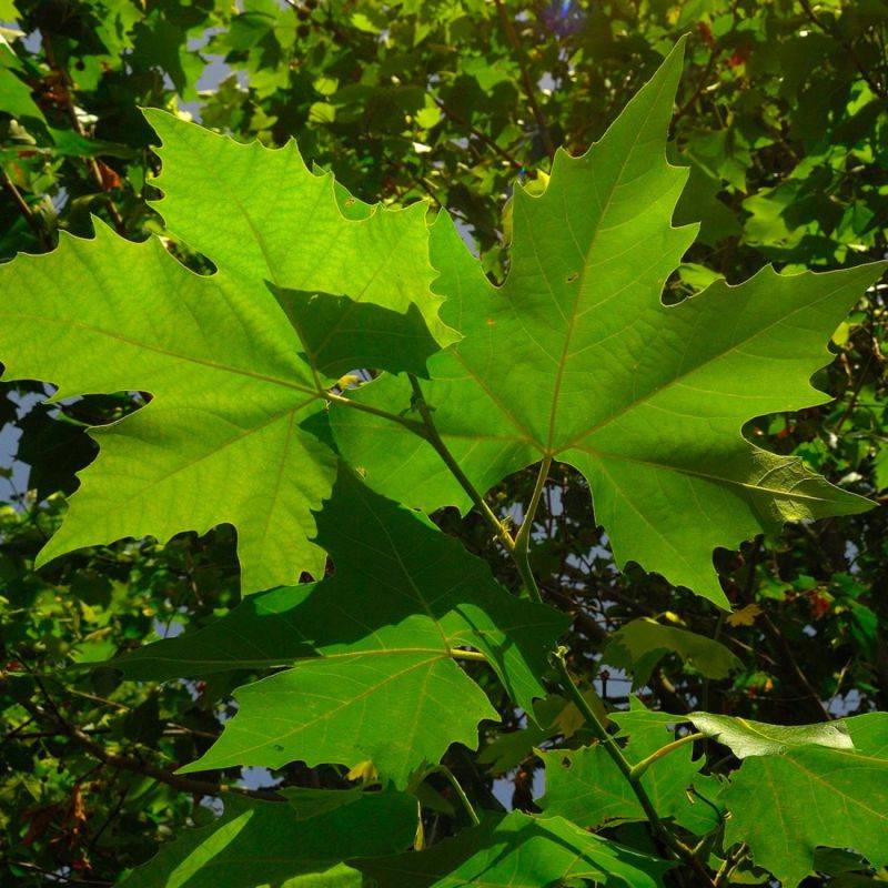 Platane à Feuilles d'Érable (Platanus Acerifolia) - Godet - Taille 20/40cm - Pépinières Naudet - Image 2