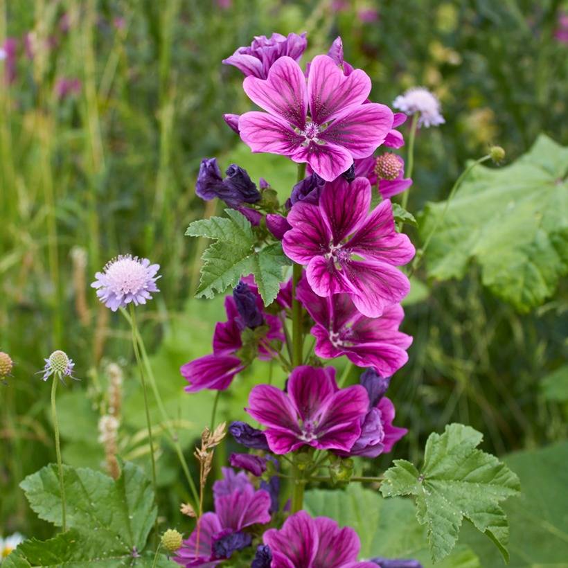 Promesse de Fleurs - Graines de Malva sylvestris var Mauritiana Bio - Mauve de Mauritanie le sachet de 500 graines environ (2,5g)