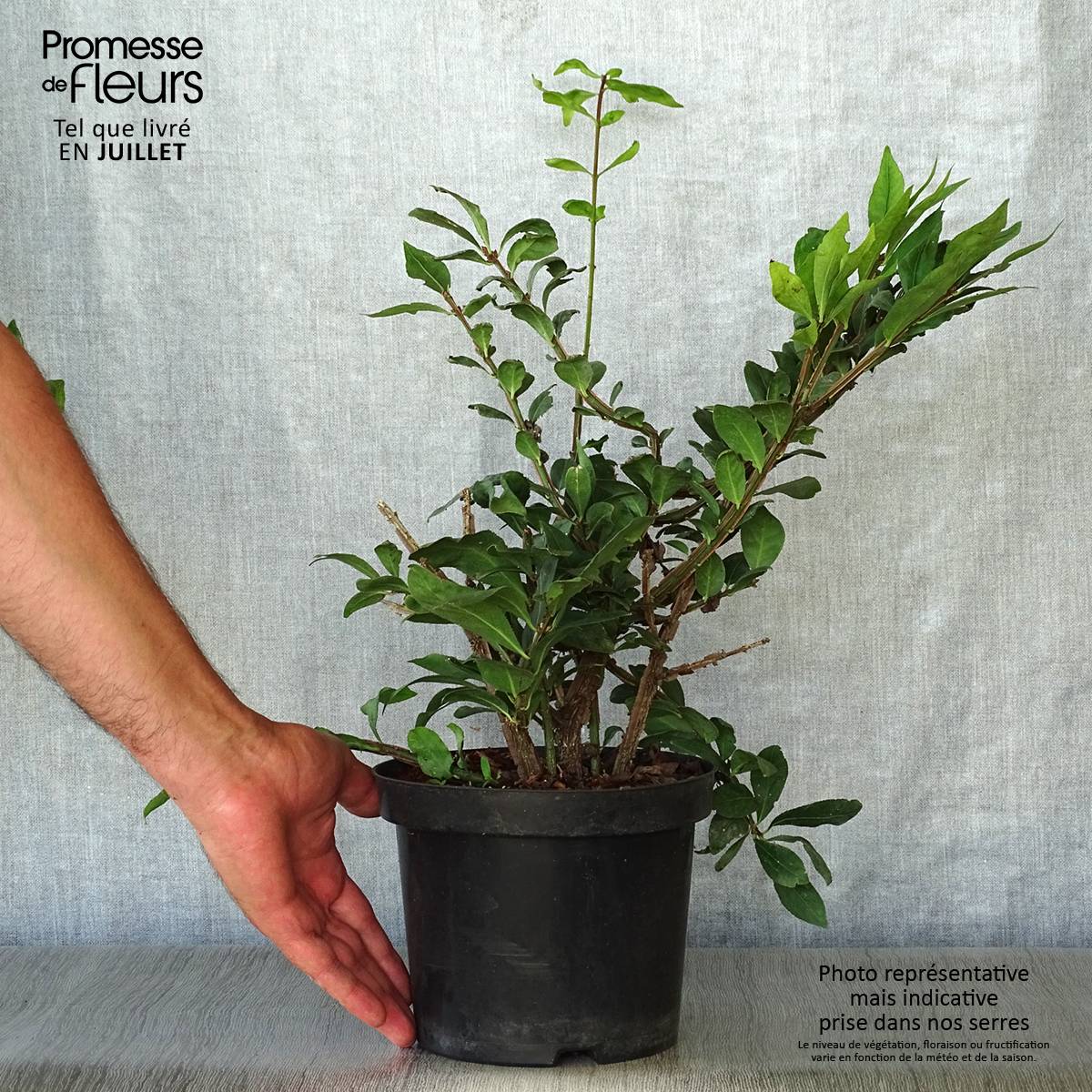 Euonymus alatus - Fusain ailé Pot de 2L/3L - Image 2