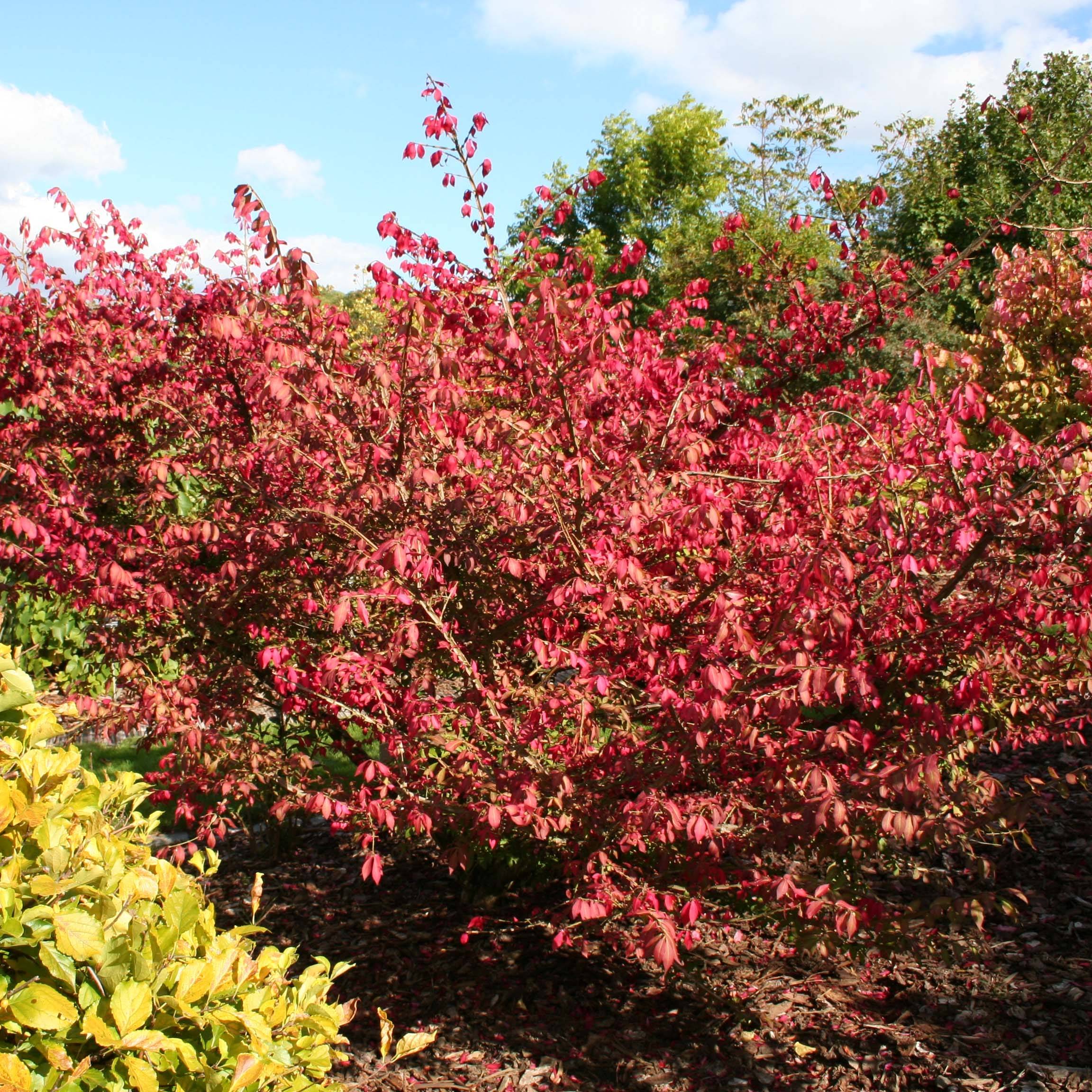 Euonymus alatus - Fusain ailé Pot de 2L/3L - Image 1
