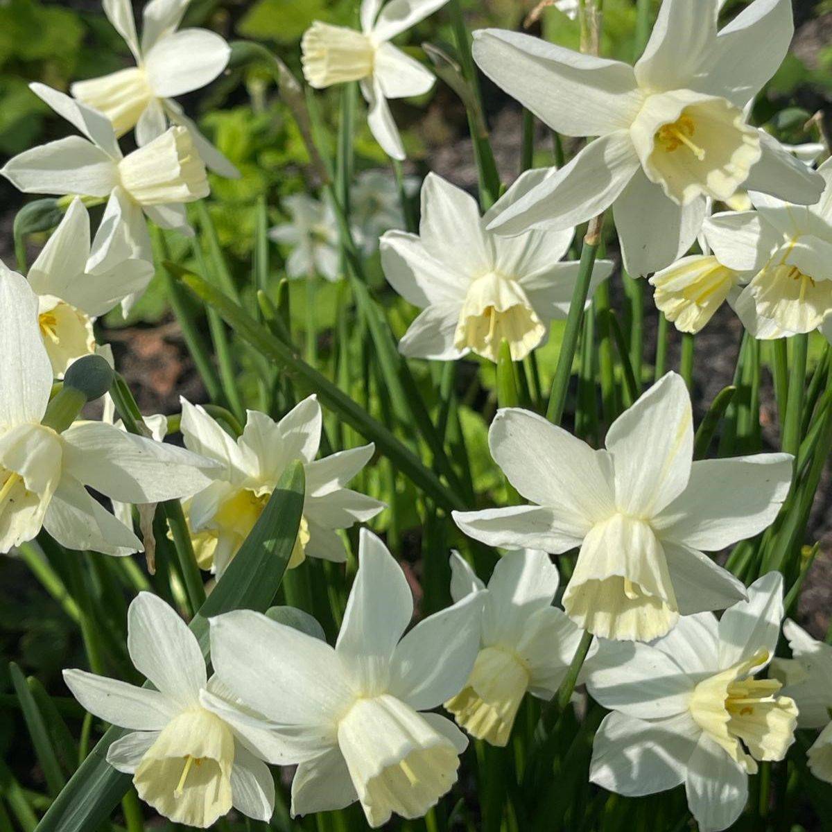 Promesse de Fleurs - Narcisse Starlight Sensation Bulbe calibre 12+ (par 10)