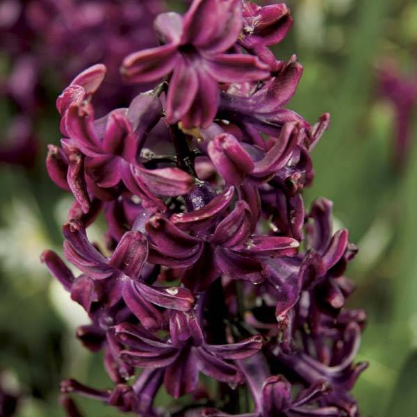 Promesse de Fleurs - Jacinthe Woodstock Bulbe calibre 17/18 (par 5)