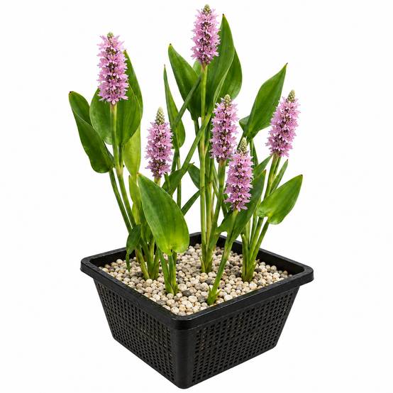 Pontédérie rose - Pontederia cordata - Image 1