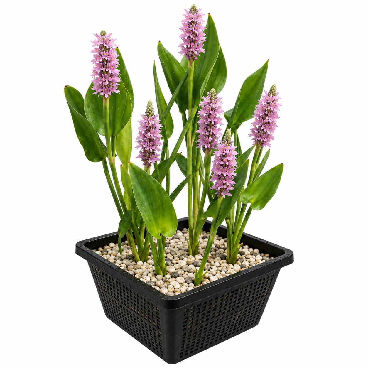 Pontédérie rose - Pontederia cordata - Image 1