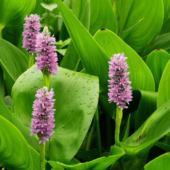 Pontédérie rose - Pontederia cordata - Image 3