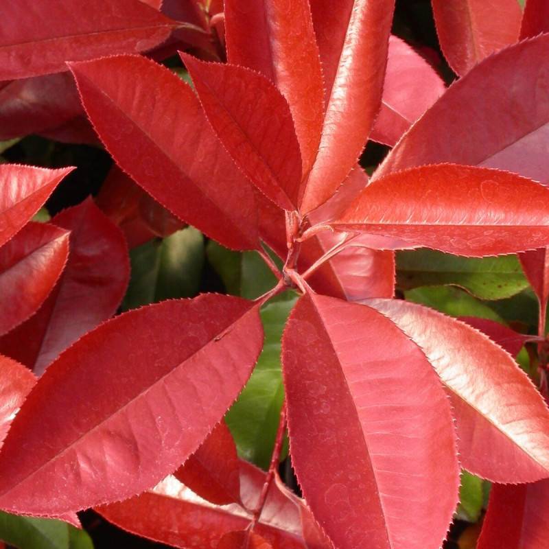 Photinia Carré Rouge à fleurs Blanche - feuillage Persistant - Pot de 3L - 20/40 cm-  hauteur à maturité De 2,50 m à 3,00 m