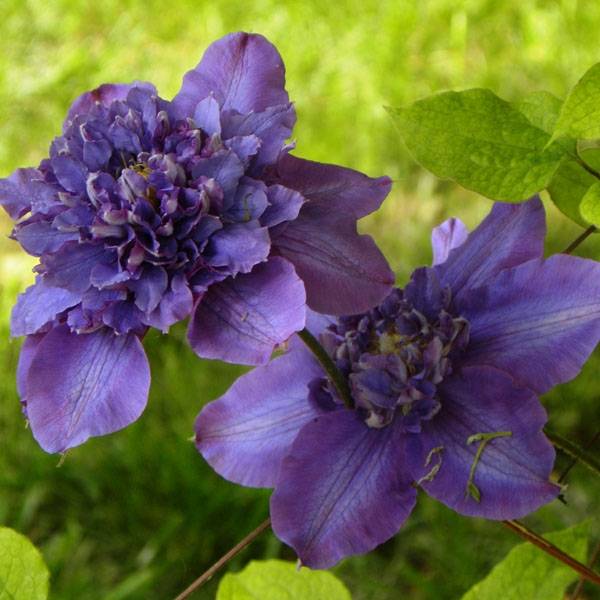 Clématite - Clematis Vyvyan Pennell Pot de 2L/3L