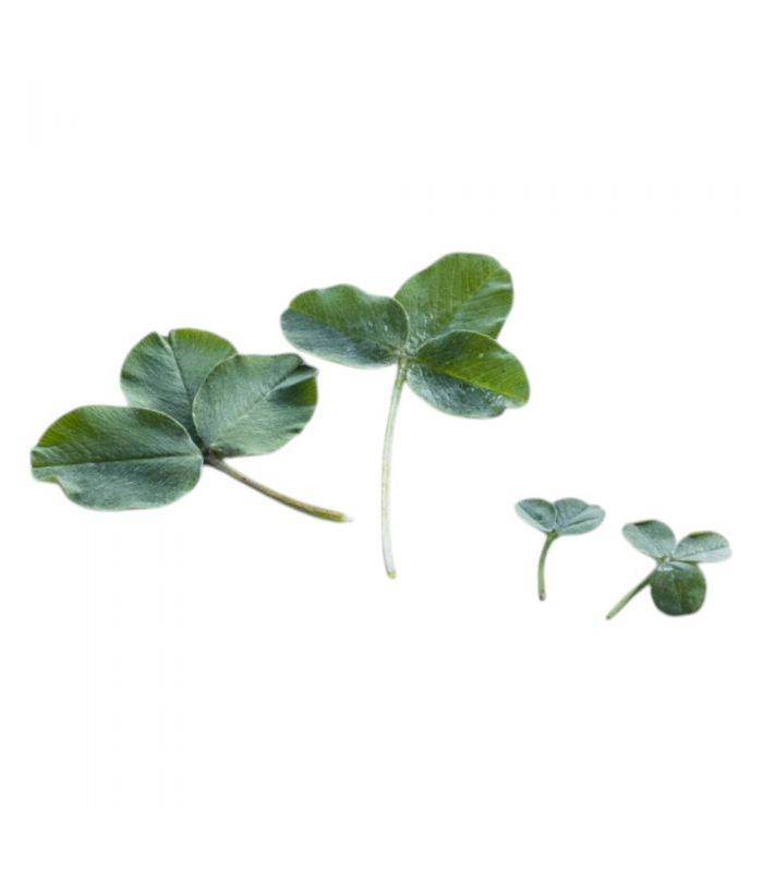 Florivert - Trèfle micro-feuille gazonnant, résistant sécheresse, 1 kg, 200-350 m² - Florivert 1206296 - Image 3