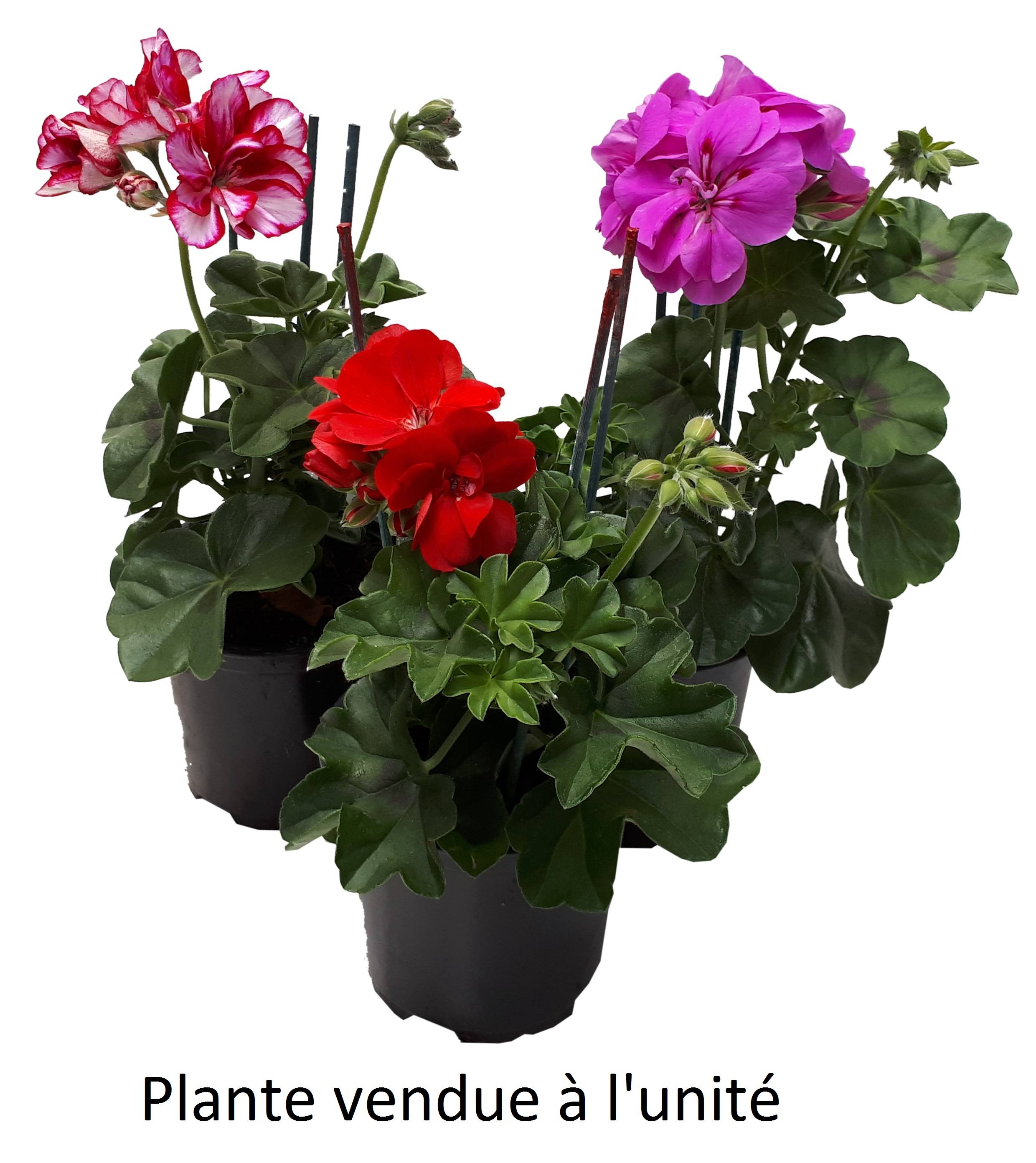 Géranium lierre double Pot 10,5 cm