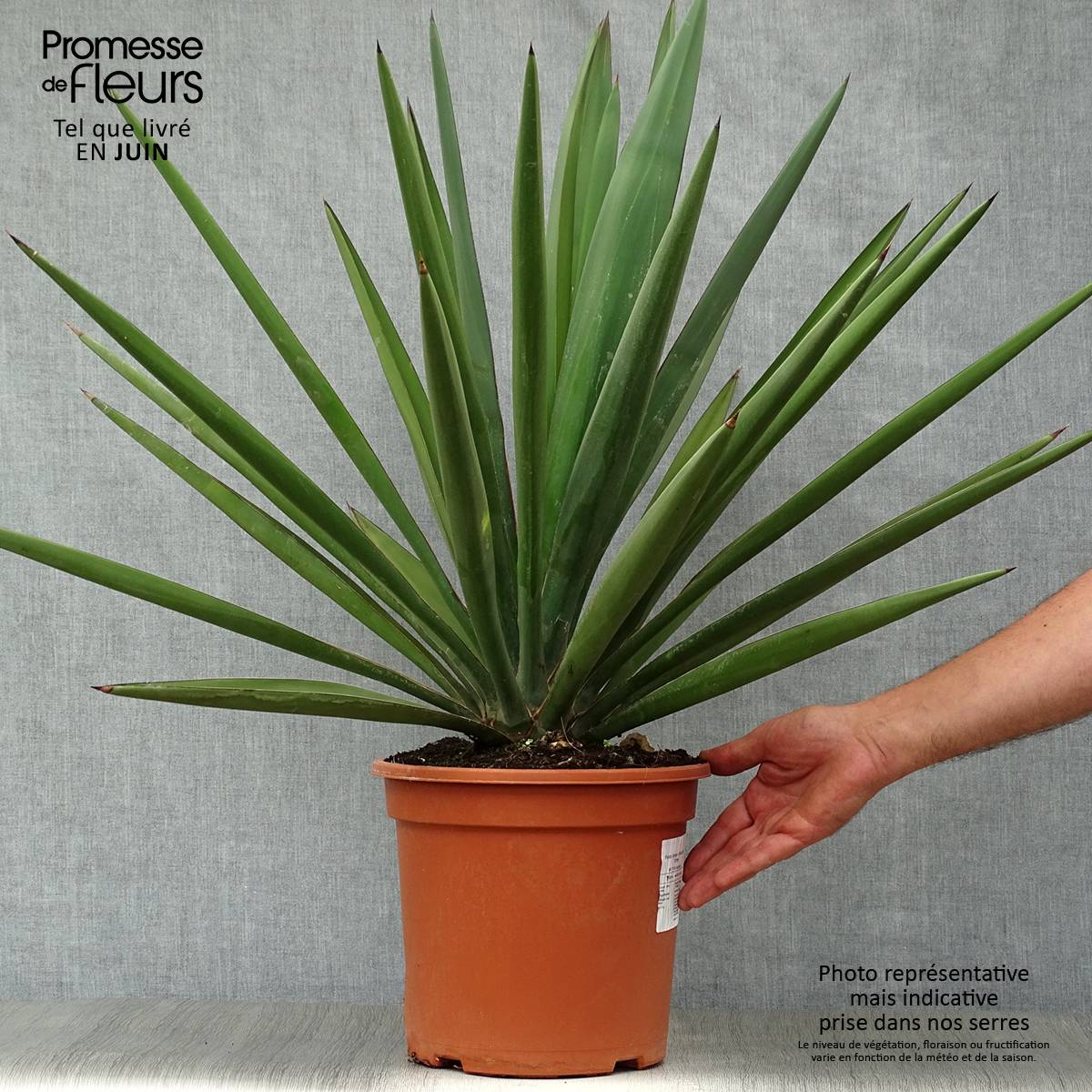 Yucca torreyi - Yucca de Torrey Pot de 7,5L/10L - Image 2