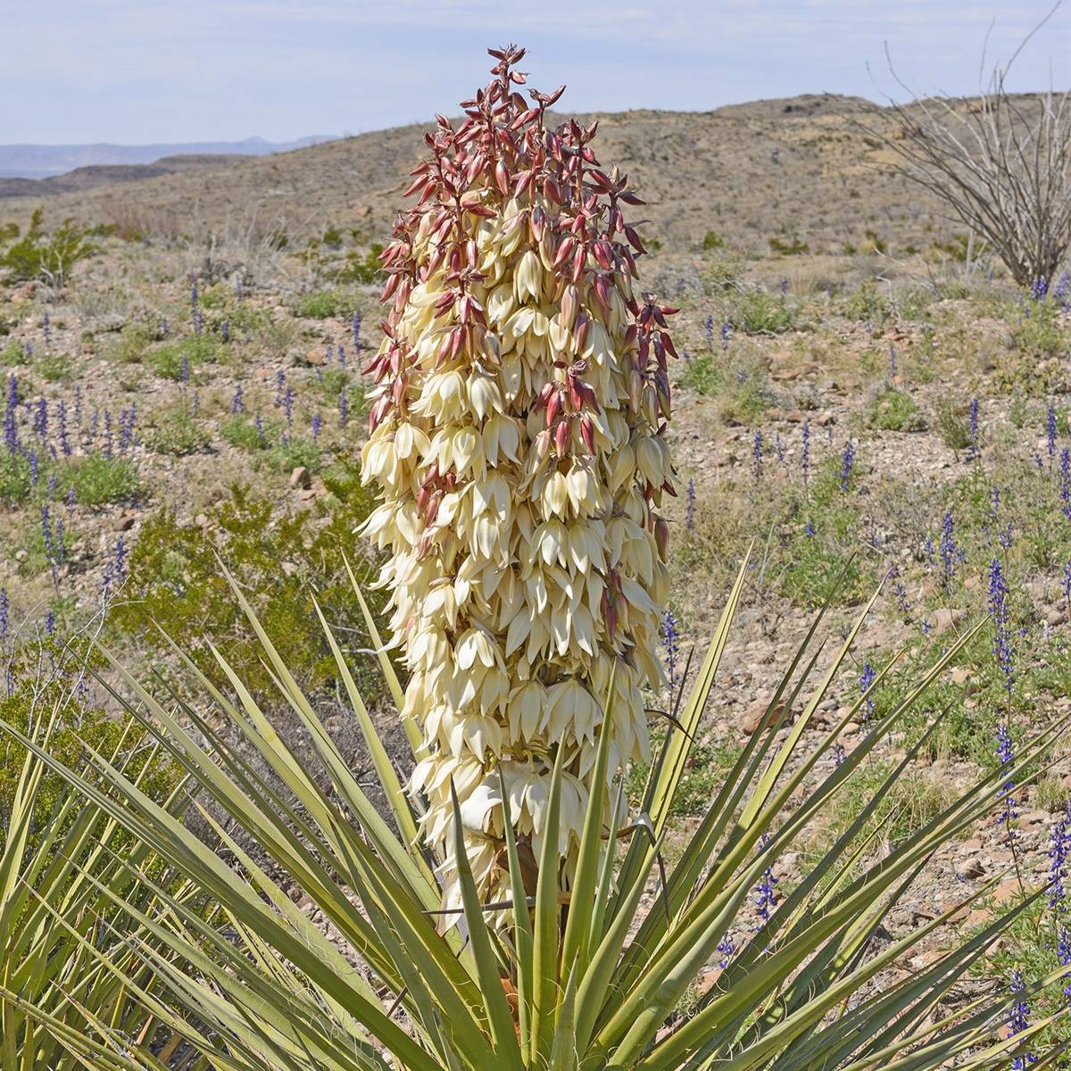 Yucca torreyi - Yucca de Torrey Pot de 7,5L/10L - Image 1